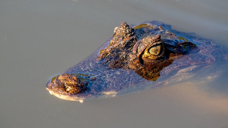 Costa Rica Biodiversity